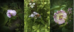 Resiliencia de la naturaleza 