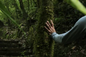 Cuidado de la tierra_Bosque de niebla